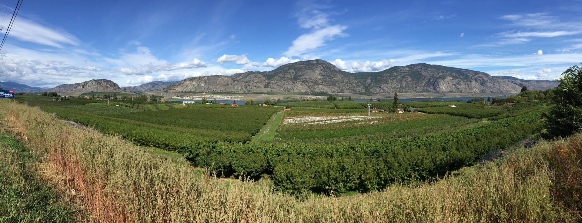 Weinberge im Okanagan Valley