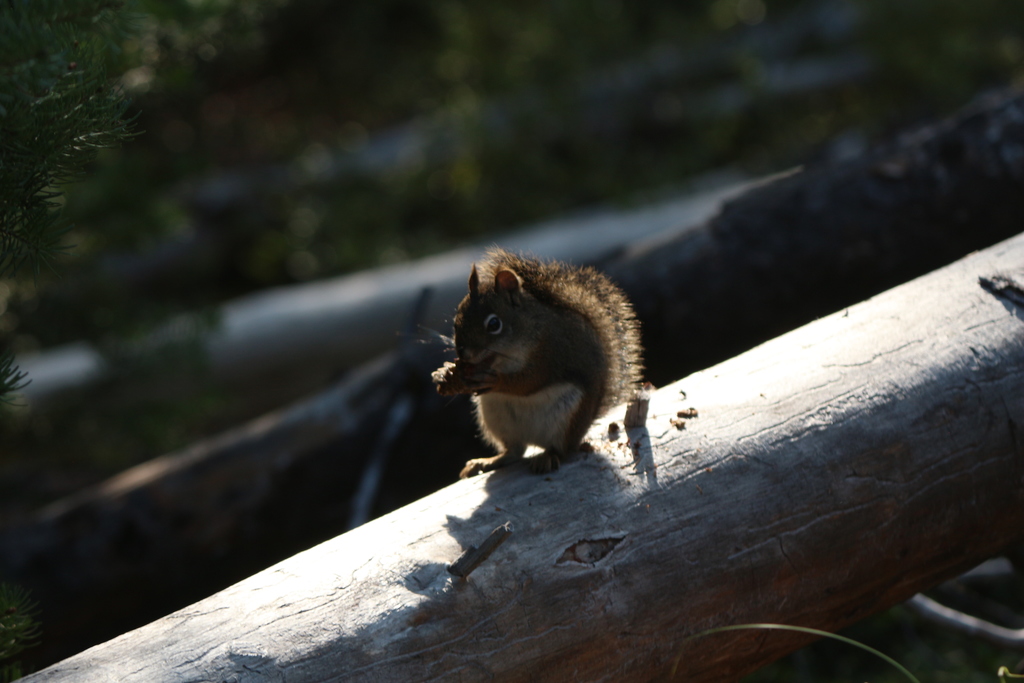 Eichh&ouml;rnchen gibt es in Massen
