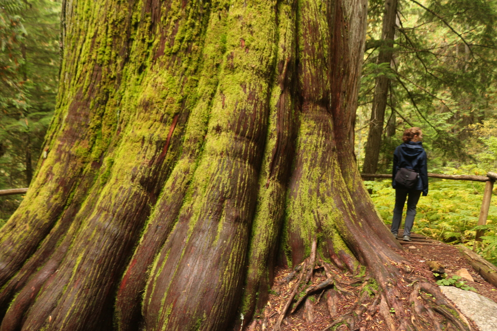 Ca. 800 Jahre alter Baum