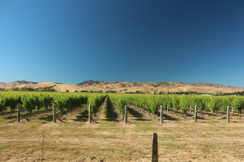 Riesige Weinfelder nahe Blenheim