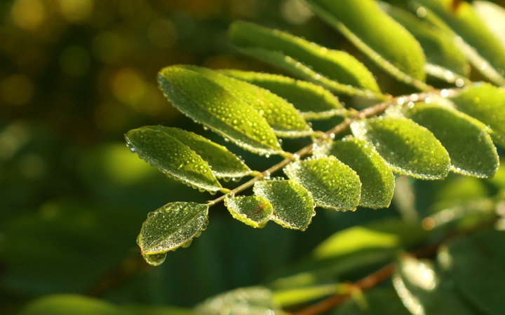Das kleine Blatt an der Spitze liegt im Goldenen Schnitt